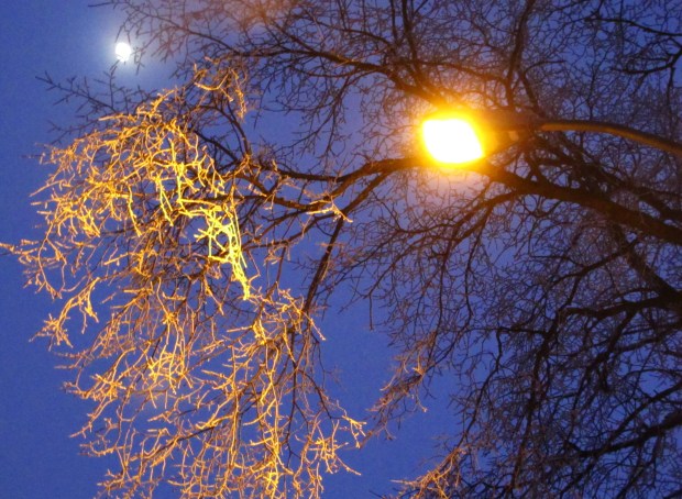 Moonlit walk down my street
