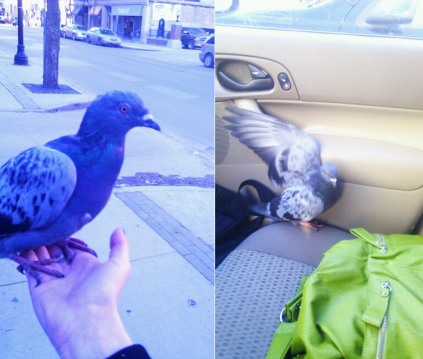 Pigeon rescue